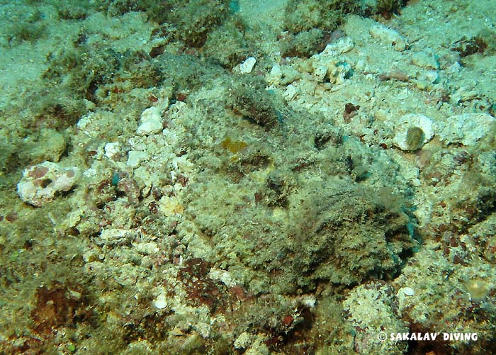 plongée biologie marine à Madagascar